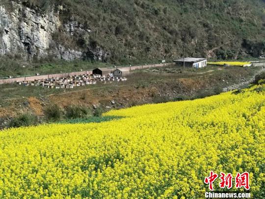 闫树文介绍称,每年12月份,随行的十几个人都带领蜜蜂前往云南采蜜,3月份在湖南、湖北,4月份在河南,5月份在山西,6月份在临县,7月份在交城,8月份在内蒙,9至11月份再回交城。这样四处奔波的生活,闫树文已经持续了很多年。 闫树文供图 摄 闫树文介绍称,每年12月份,随行的十几个人都带领蜜蜂前往云南采蜜,3月份在湖南、湖北,4月份在河南,5月份在山西,6月份在临县,7月份在交城,8月份在内蒙,9至11月份再回交城。这样四处奔波的生活,闫树文已经持续了很多年。 闫树文供图 摄