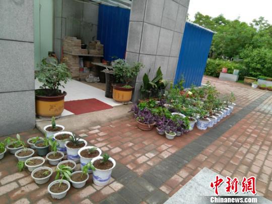 图为公厕周围摆放的部分花卉绿植,使这里的环境变得十分整洁。 王秋兰 摄 图为公厕周围摆放的部分花卉绿植,使这里的环境变得十分整洁。 王秋兰 摄
