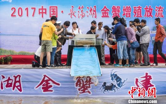 江苏金坛长荡湖国家湿地公园,上亿只河蟹苗被放流至湖中。 陈新 摄 江苏金坛长荡湖国家湿地公园,上亿只河蟹苗被放流至湖中。 陈新 摄