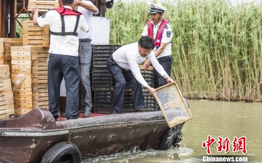 江苏金坛长荡湖国家湿地公园,上亿只河蟹苗被放流至湖中。 陈新 摄 江苏金坛长荡湖国家湿地公园,上亿只河蟹苗被放流至湖中。 陈新 摄