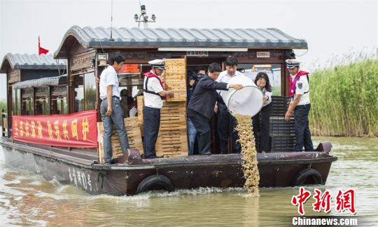 江苏金坛长荡湖国家湿地公园,上亿只河蟹苗被放流至湖中。 陈新 摄 江苏金坛长荡湖国家湿地公园,上亿只河蟹苗被放流至湖中。 陈新 摄