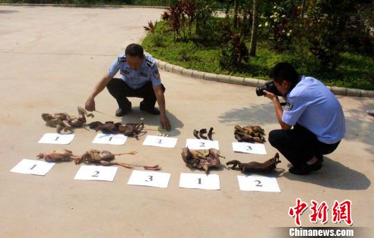 图为警察清点查获的野生动物死体。 解雄波 摄 图为警察清点查获的野生动物死体。 解雄波 摄