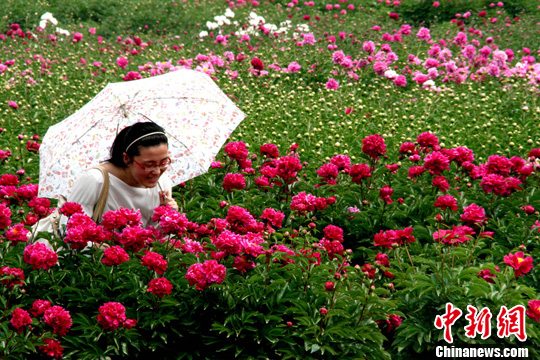 资料图:芍药盛开满园芬芳,蜂蝶飞舞,游人如织。发 崔佳明 摄 资料图:芍药盛开满园芬芳,蜂蝶飞舞,游人如织。发 崔佳明 摄