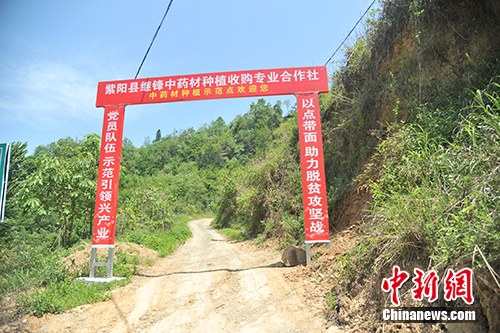 板厂村的中药材种植基地。记者 宋宇晟 摄 板厂村的中药材种植基地。记者 宋宇晟 摄