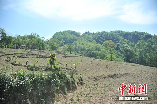板厂村的中药材种植基地。记者 宋宇晟 摄 板厂村的中药材种植基地。记者 宋宇晟 摄