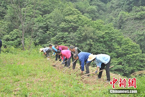 正在中药材种植基地干活的铁佛村村民。记者 宋宇晟 摄 正在中药材种植基地干活的铁佛村村民。记者 宋宇晟 摄
