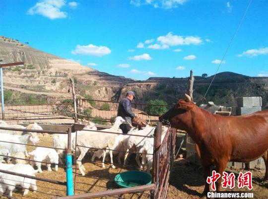 图为辛良彦在羊圈里忙活。 钟欣 摄 图为辛良彦在羊圈里忙活。 钟欣 摄