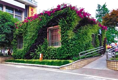 各形各色的花卉植物,为菊乐路口公厕披上了“花衣裳” 各形各色的花卉植物,为菊乐路口公厕披上了“花衣裳”