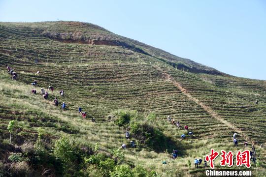 村民们正在茶场“上班”。 刘鹏 摄 村民们正在茶场“上班”。 刘鹏 摄