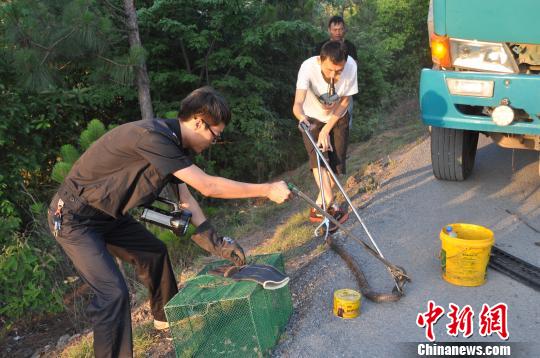 图为抓捕眼镜王蛇。 易经国 摄 图为抓捕眼镜王蛇。 易经国 摄