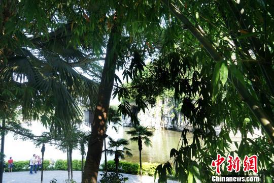 图为经砍伐整理后,可从稀疏的竹林中观看到象鼻山。 唐梦宪 摄 图为经砍伐整理后,可从稀疏的竹林中观看到象鼻山。 唐梦宪 摄