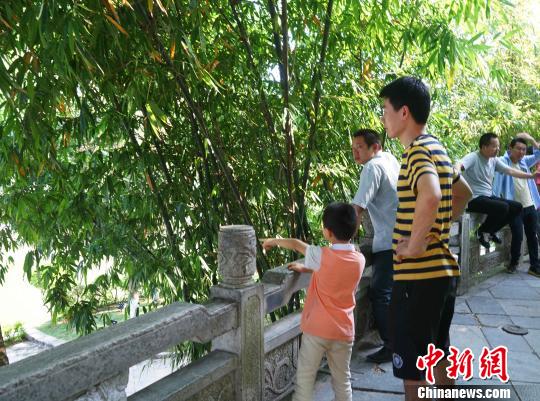 图为游客驻足观赏象鼻山。 唐梦宪 摄 图为游客驻足观赏象鼻山。 唐梦宪 摄