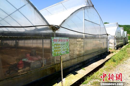 烟叶公司无偿提供育苗大棚、农机等生产设施。 邢翀 摄 烟叶公司无偿提供育苗大棚、农机等生产设施。 邢翀 摄