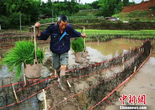 农户正在种稻 梁前坤 摄 农户正在种稻 梁前坤 摄