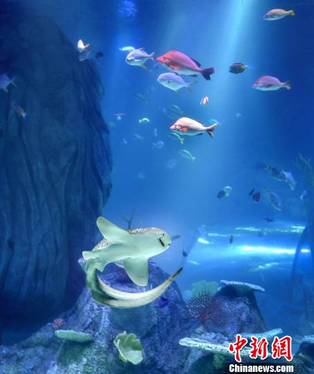 图为:海洋馆内部。 钟欣 摄 图为:海洋馆内部。 钟欣 摄