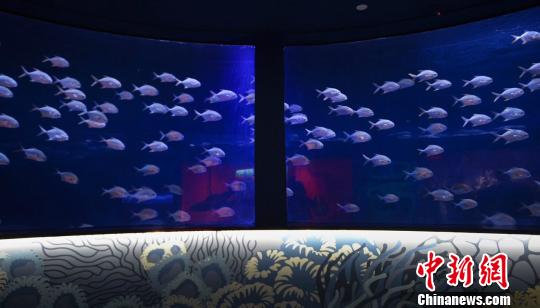 图为:海洋馆内部。 钟欣 摄 图为:海洋馆内部。 钟欣 摄