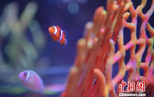 据了解,重庆海洋探索中心共设有18个主题展区,图为:海洋馆内部。 钟欣 摄 据了解,重庆海洋探索中心共设有18个主题展区,图为:海洋馆内部。 钟欣 摄