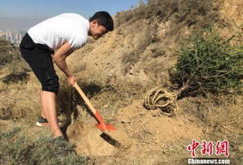 资料图:学生正在挖树坑。 刘玉桃 摄 资料图:学生正在挖树坑。 刘玉桃 摄