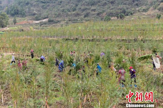 苗落村村民在苗圃基地务工 徐学练 摄 苗落村村民在苗圃基地务工 徐学练 摄