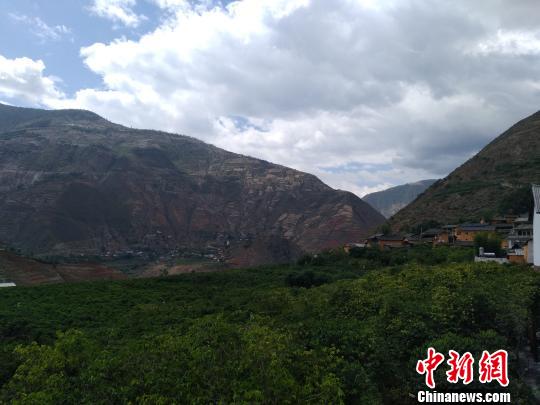 图为朱苦拉咖啡林。 王艳龙 摄 图为朱苦拉咖啡林。 王艳龙 摄