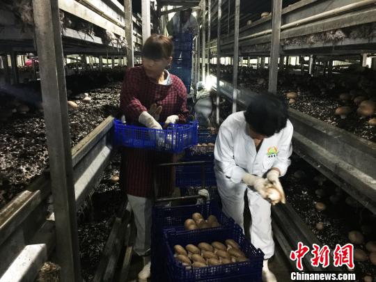 图为兴春和园区的工人在采摘蘑菇 张帆 摄 图为兴春和园区的工人在采摘蘑菇 张帆 摄