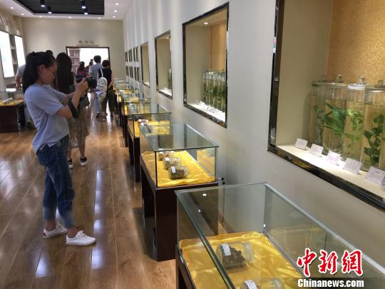 图为游客在滦平县金沟屯镇下营子村的中药博物馆参观 张帆 摄 图为游客在滦平县金沟屯镇下营子村的中药博物馆参观 张帆 摄
