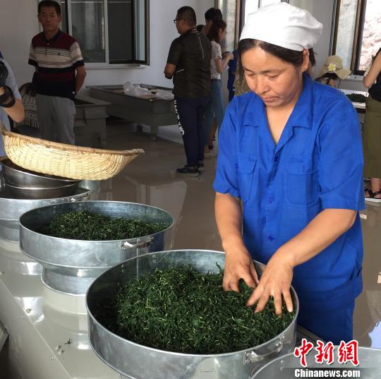 图为滦平县金沟屯镇下营子村中草药茶叶加工厂的工人在分拣杂质 张帆 摄 图为滦平县金沟屯镇下营子村中草药茶叶加工厂的工人在分拣杂质 张帆 摄