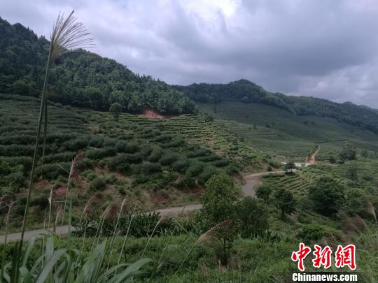 在武夷源茶园的近2000亩茶山里,对茶树不进行修剪和过分管理,不施农药、化肥和除草剂,无为而治,周围十几公里无人居住。 李妮 摄 在武夷源茶园的近2000亩茶山里,对茶树不进行修剪和过分管理,不施农药、化肥和除草剂,无为而治,周围十几公里无人居住。 李妮 摄