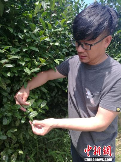 武夷源茶业董事谢敏指着满是虫洞的茶树叶说:“由于这里一年有274天的雾期,茶树叶上常凝露水,将阳光过滤成漫射光,即便遭受虫咬,也不会影响茶树生长。” 李妮 摄 武夷源茶业董事谢敏指着满是虫洞的茶树叶说:“由于这里一年有274天的雾期,茶树叶上常凝露水,将阳光过滤成漫射光,即便遭受虫咬,也不会影响茶树生长。” 李妮 摄