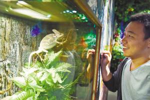 在省博物馆展出的蜥蜴。宋天宁 本报记者 孙岩摄 在省博物馆展出的蜥蜴。宋天宁 本报记者 孙岩摄