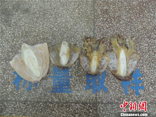 图为咸鱼藏毒 王毅锋 摄 图为咸鱼藏毒 王毅锋 摄