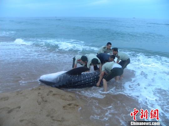 边防官兵和群众合力将鲸鲨推向大海。 卢家磊 摄 边防官兵和群众合力将鲸鲨推向大海。 卢家磊 摄