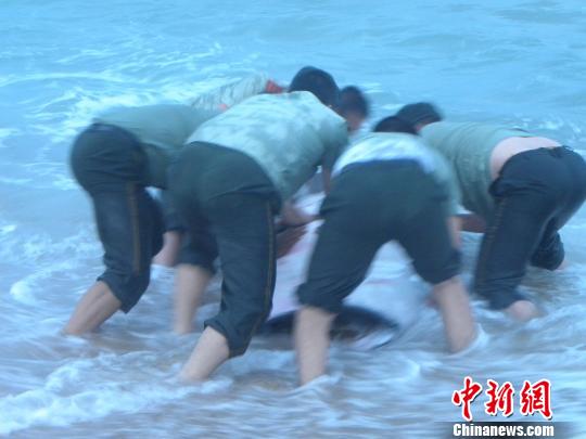 边防官兵和群众成功帮助搁浅鲸鲨回归大海。 卢家磊 摄 边防官兵和群众成功帮助搁浅鲸鲨回归大海。 卢家磊 摄