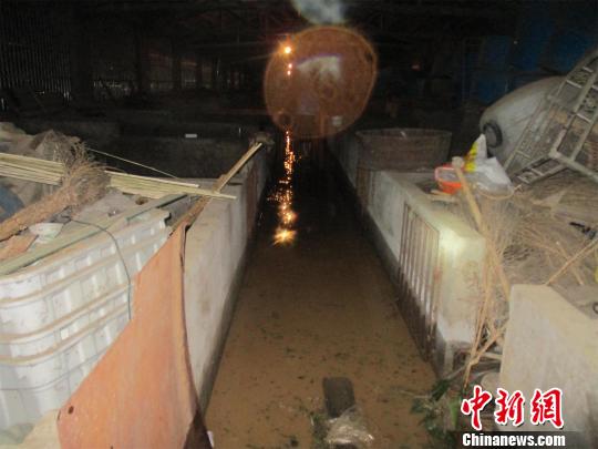 暴雨致养猪场受淹 邹方毅 摄 暴雨致养猪场受淹 邹方毅 摄