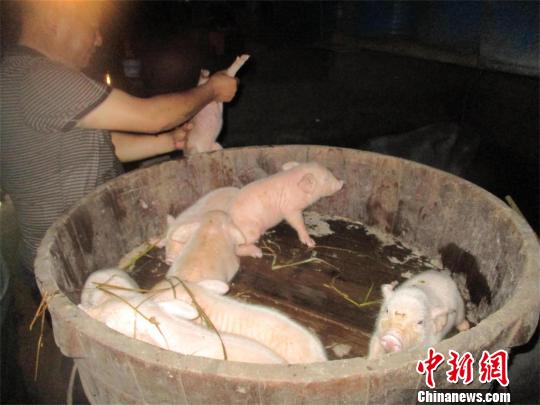 部分猪仔被转移至安全地带 邹方毅 摄 部分猪仔被转移至安全地带 邹方毅 摄