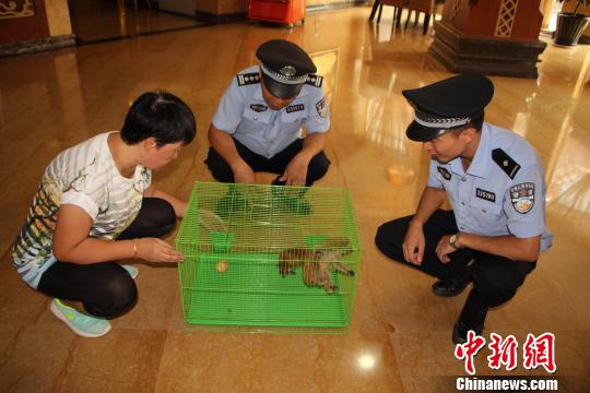 图为民警正在了解蜂猴情况。 解雄波 摄 图为民警正在了解蜂猴情况。 解雄波 摄