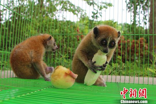 图为获救后的蜂猴。 解雄波 摄 图为获救后的蜂猴。 解雄波 摄