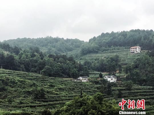 贵州省修文县小小猕猴桃带来的“山乡之变”。 杨云 摄 贵州省修文县小小猕猴桃带来的“山乡之变”。 杨云 摄