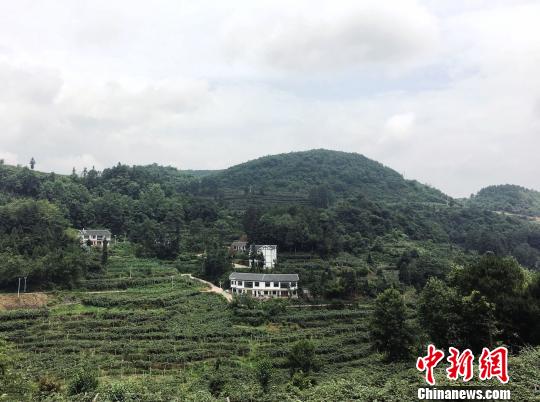 贵州省修文县小小猕猴桃带来的“山乡之变”。 杨云 摄 贵州省修文县小小猕猴桃带来的“山乡之变”。 杨云 摄