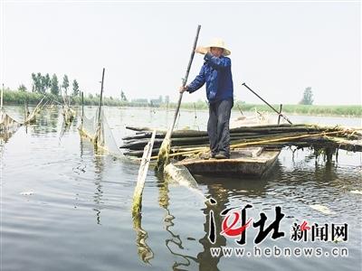 日前,圈头乡大田庄村的田小三,正在清理网围木桩。 记者张伟亚摄 日前,圈头乡大田庄村的田小三,正在清理网围木桩。 记者张伟亚摄