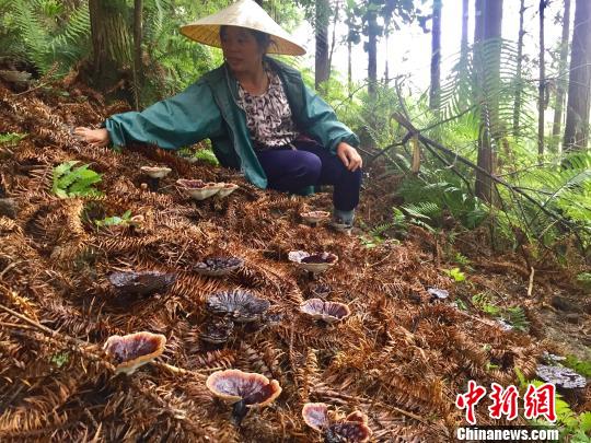 6月20日,农户在广西融水县四荣乡荣地村丛坳龙女沟灵芝扶贫种植示范基地护理林下经济产品。 林馨 摄 6月20日,农户在广西融水县四荣乡荣地村丛坳龙女沟灵芝扶贫种植示范基地护理林下经济产品。 林馨 摄
