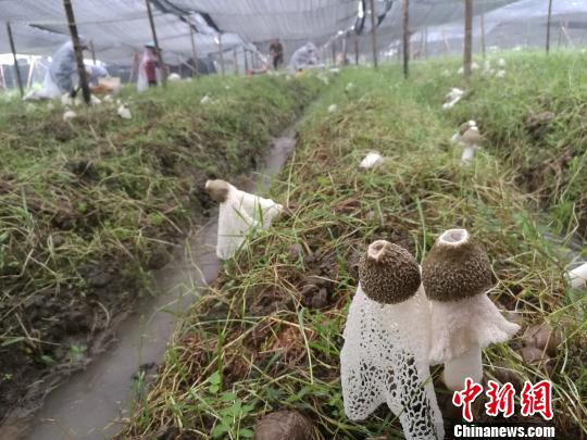 6月20日清晨,村民冒雨在广西融水苗族自治县香粉乡新平村的种植基地采收竹荪。 蒙鸣明 摄 6月20日清晨,村民冒雨在广西融水苗族自治县香粉乡新平村的种植基地采收竹荪。 蒙鸣明 摄