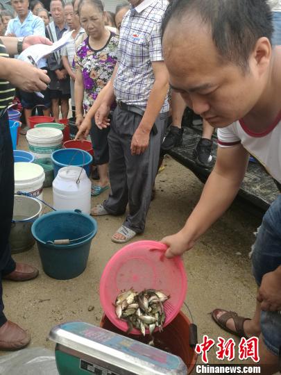6月20日,广西融水苗族自治县香粉乡古都村300户村民排队免费领取政府发放的禾花鲤鱼苗,到田间放养,作为绿色旅游商品售卖增加收入。 蒙鸣明 摄 6月20日,广西融水苗族自治县香粉乡古都村300户村民排队免费领取政府发放的禾花鲤鱼苗,到田间放养,作为绿色旅游商品售卖增加收入。 蒙鸣明 摄
