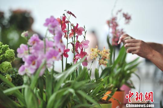民众在拍照。 刘冉阳 摄 民众在拍照。 刘冉阳 摄
