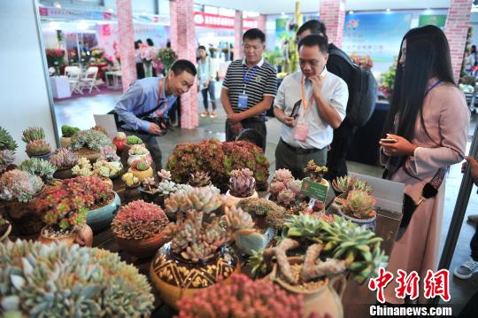 民众观赏多肉植物。 刘冉阳 摄 民众观赏多肉植物。 刘冉阳 摄