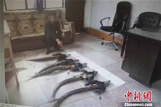 图为查获的5张白腹锦鸡皮。 钟欣 摄 图为查获的5张白腹锦鸡皮。 钟欣 摄