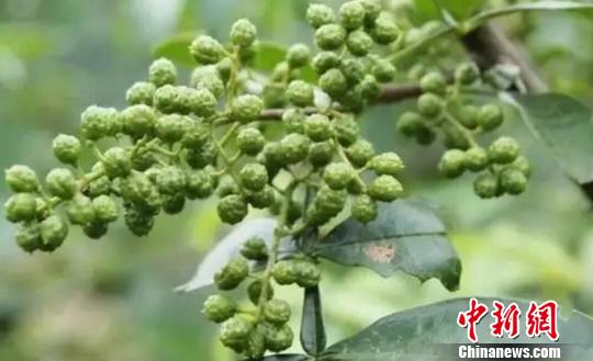 藤椒。资料图 钟欣 摄 藤椒。资料图 钟欣 摄
