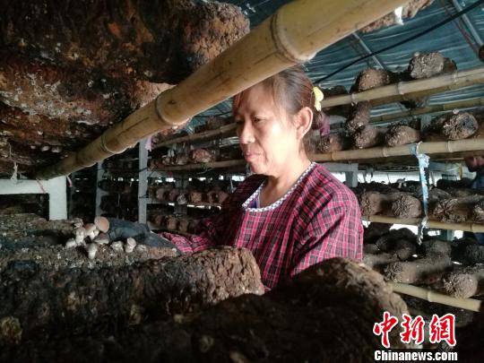 山西省吕梁市临县面对脱贫攻坚重担,正极力打造新型农业,很多农民工回到家乡,入股创业,当上股东。图为临县白文镇庙坪村村民刘香娥采摘香菇。 李娜 摄 山西省吕梁市临县面对脱贫攻坚重担,正极力打造新型农业,很多农民工回到家乡,入股创业,当上股东。图为临县白文镇庙坪村村民刘香娥采摘香菇。 李娜 摄