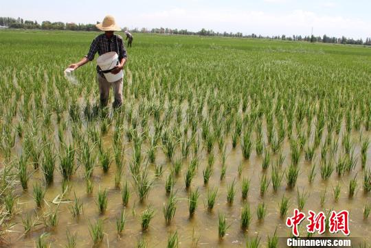 图为乌鲁木齐市米东区羊毛工镇的村民正在稻田中作业。 史玉江 摄 图为乌鲁木齐市米东区羊毛工镇的村民正在稻田中作业。 史玉江 摄