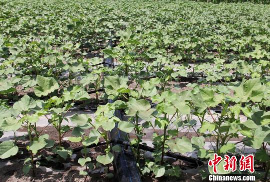 图为乌鲁木齐市米东区羊毛工镇的棉田正在用水泵抽取地下水滴灌。 史玉江 摄 图为乌鲁木齐市米东区羊毛工镇的棉田正在用水泵抽取地下水滴灌。 史玉江 摄